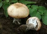 Agaricus subrufescens - Fungi Species | sokos jishebi | სოკოს ჯიშები